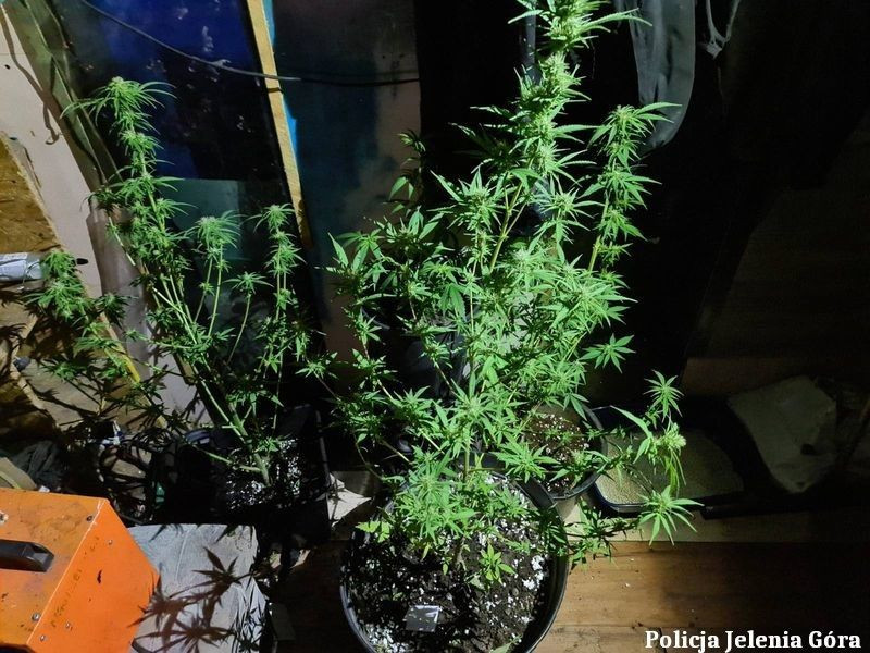 Działania jeleniogórskiej policji