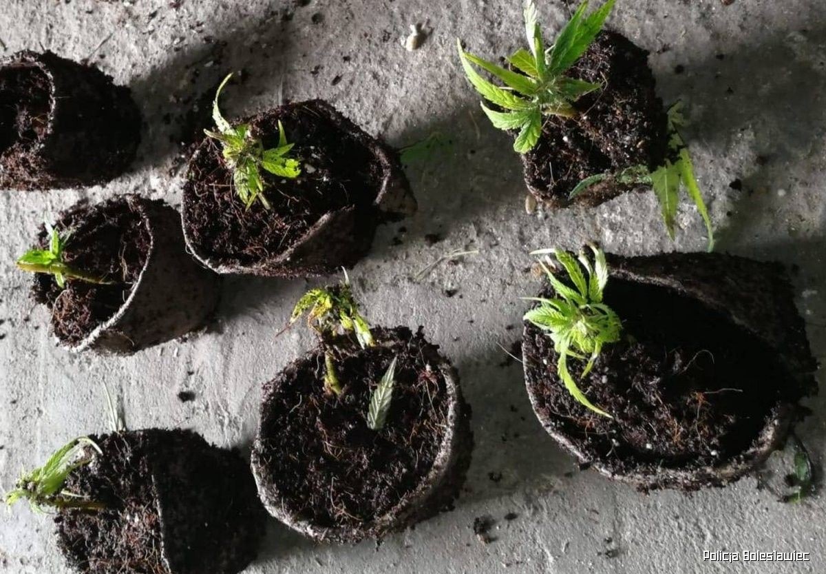 Działania policjantów z Kruszyna