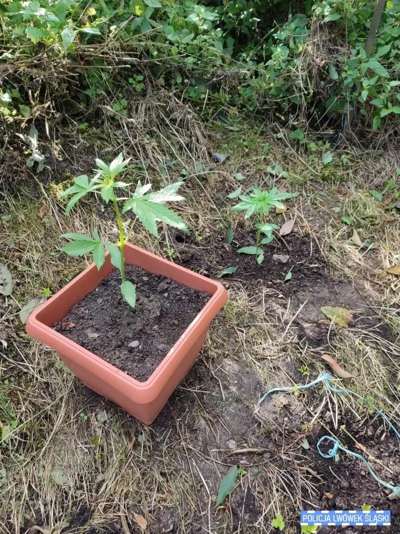 Marihuana przechwycona przez służby