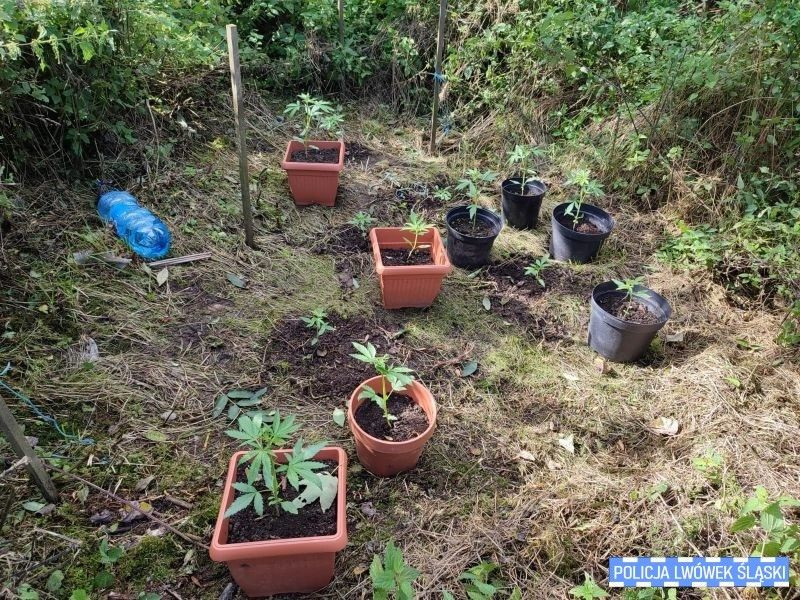 Marihuana przechwycona przez służby