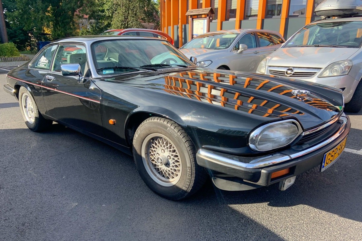 Jaguary w Bolesławcu