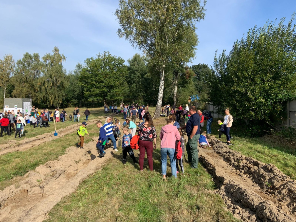 Akcja sadzenia jarzębin w Bolesławcu