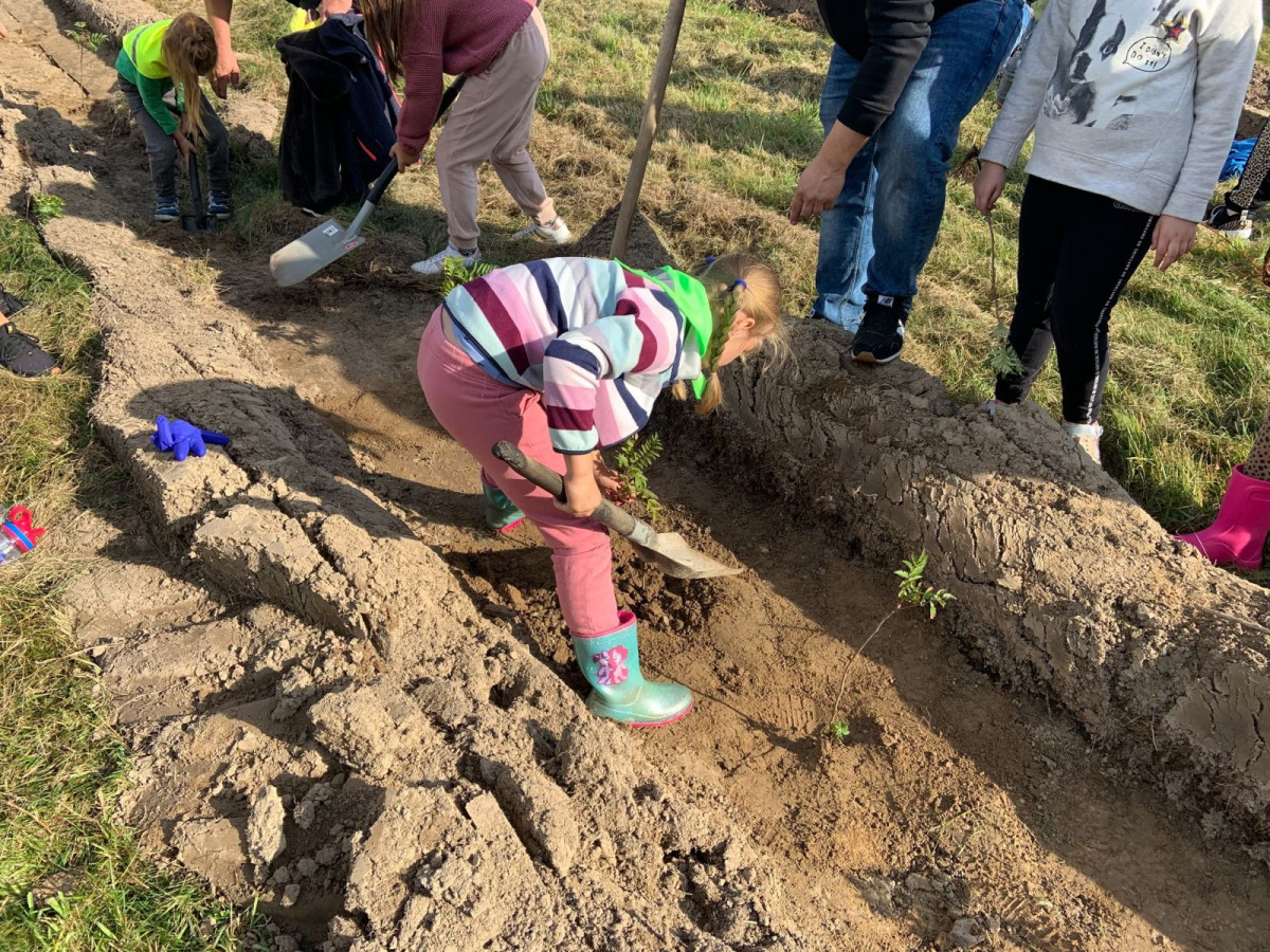 Akcja sadzenia jarzębin w Bolesławcu