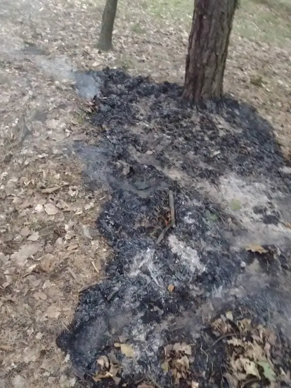 Akcja straży w lesie koło Kozłowa