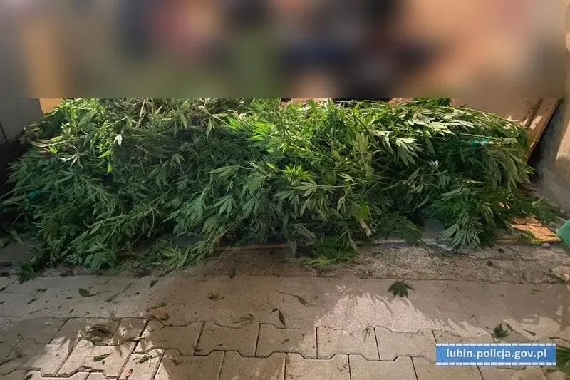 Kolejna plantacja marihuany zlikwidowana