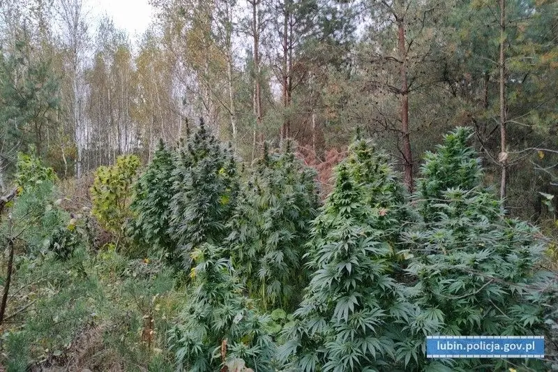 Kolejna plantacja marihuany zlikwidowana
