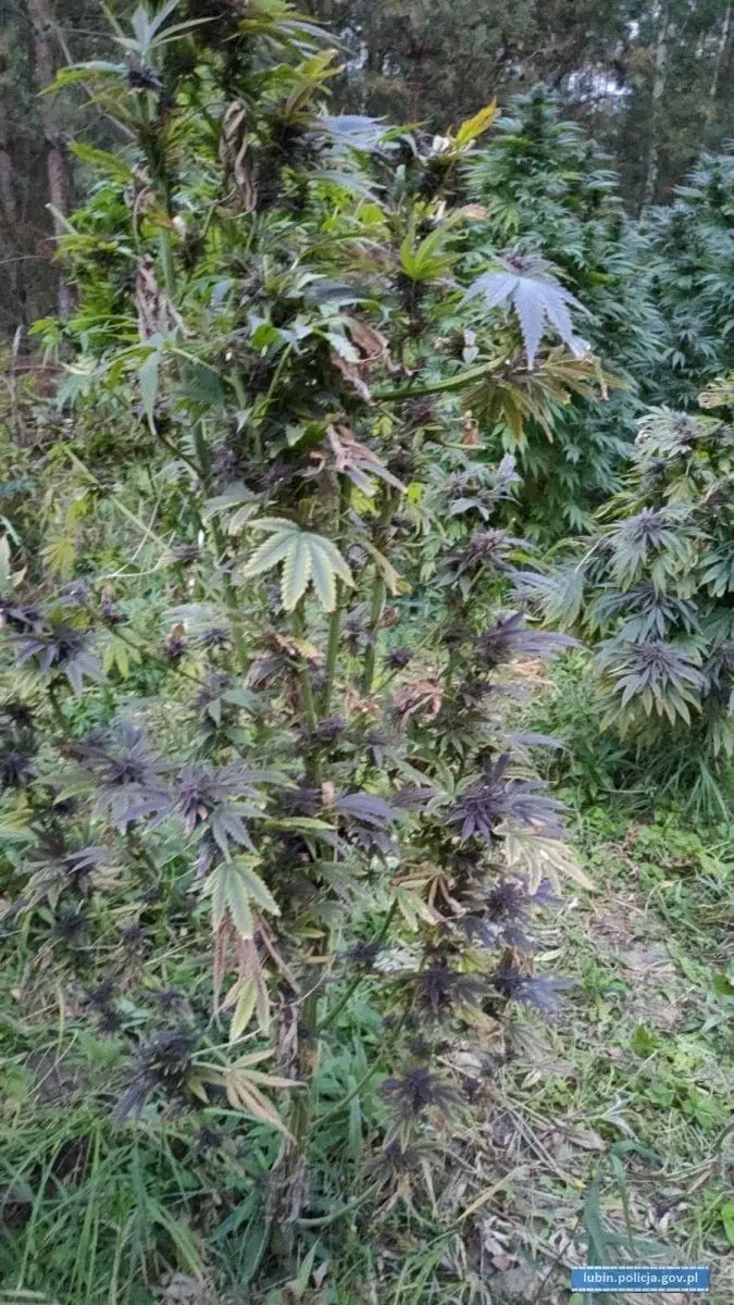 Kolejna plantacja marihuany zlikwidowana