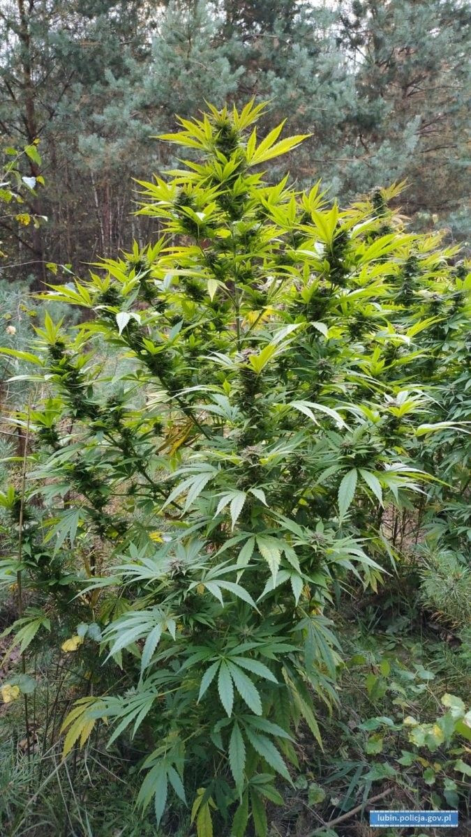Kolejna plantacja marihuany zlikwidowana