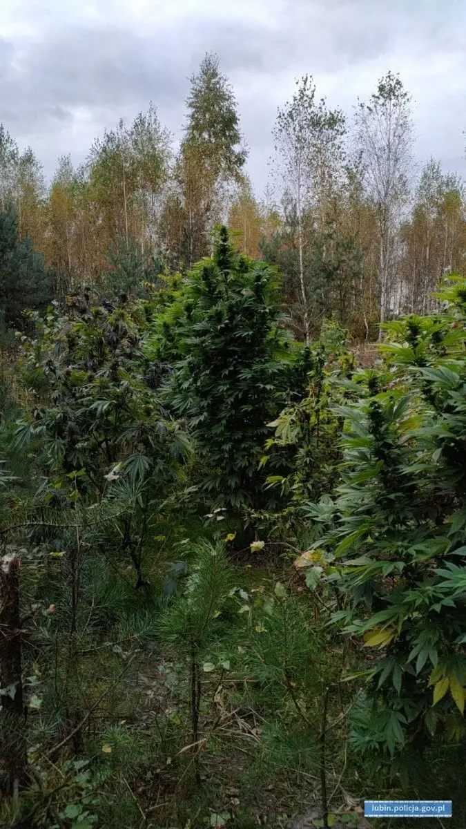 Kolejna plantacja marihuany zlikwidowana
