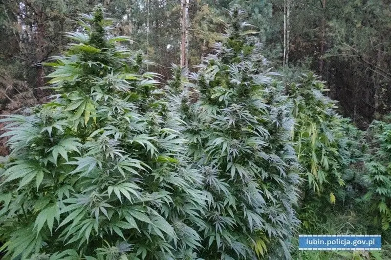Kolejna plantacja marihuany zlikwidowana