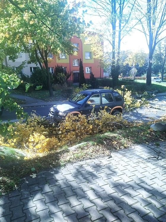 Konar drzewa na Zygmunta Augusta