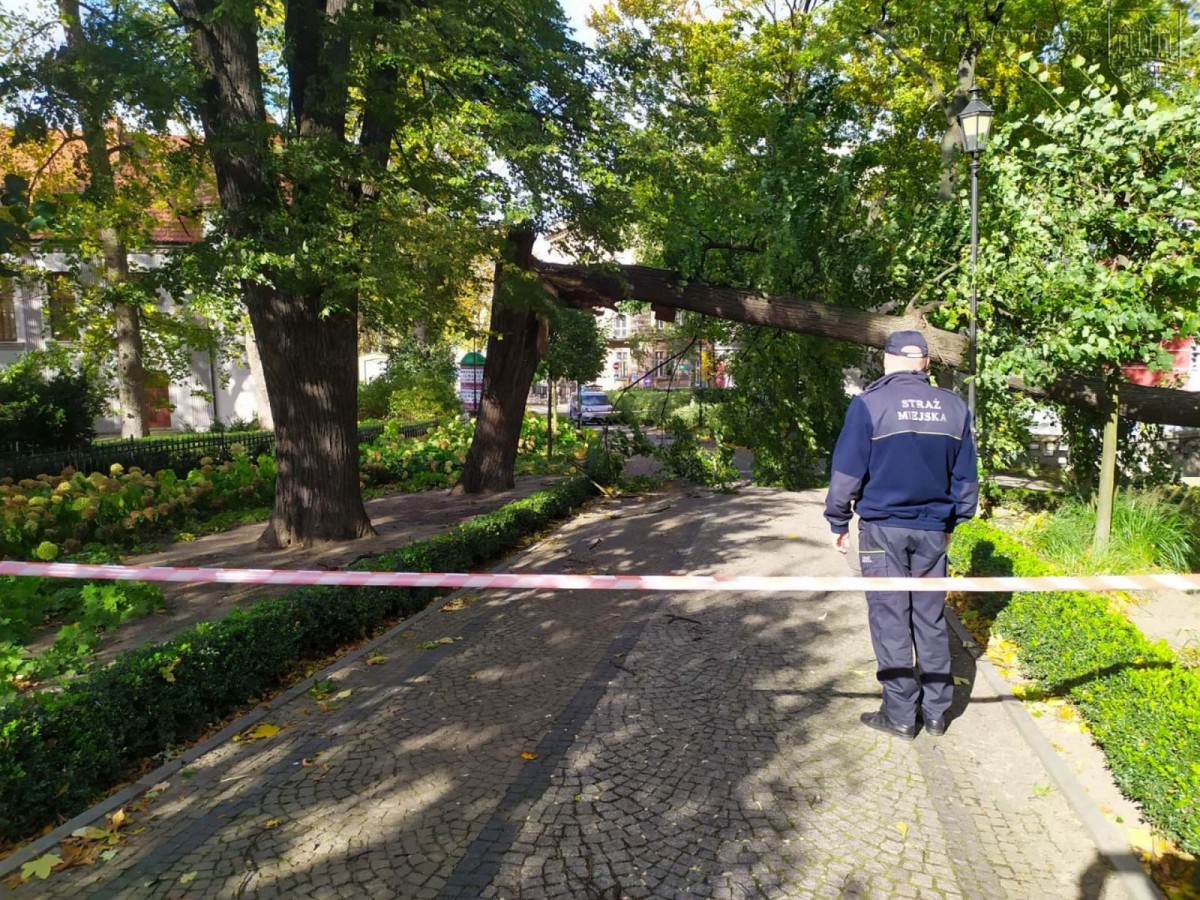 Krajobraz po wichurze. Trwa sprzątanie