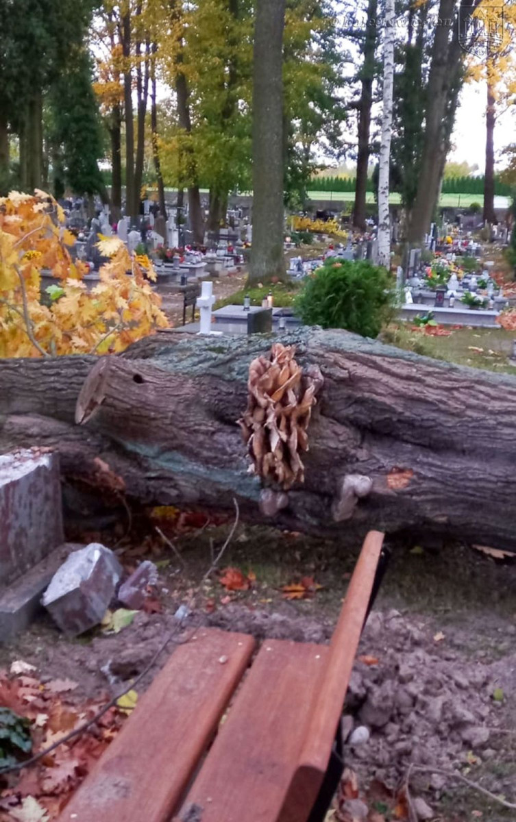 Krajobraz po wichurze. Trwa sprzątanie