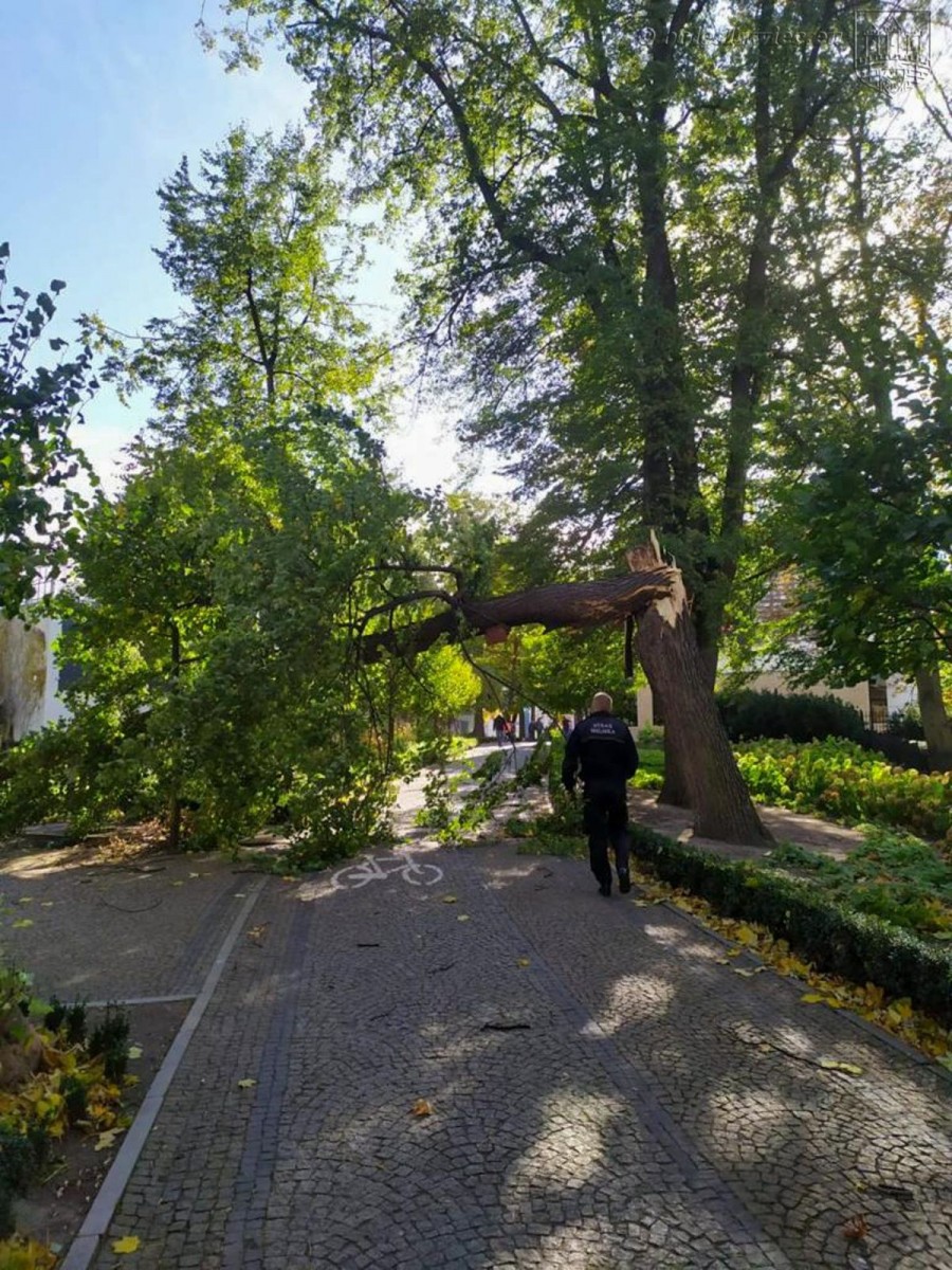 Krajobraz po wichurze. Trwa sprzątanie