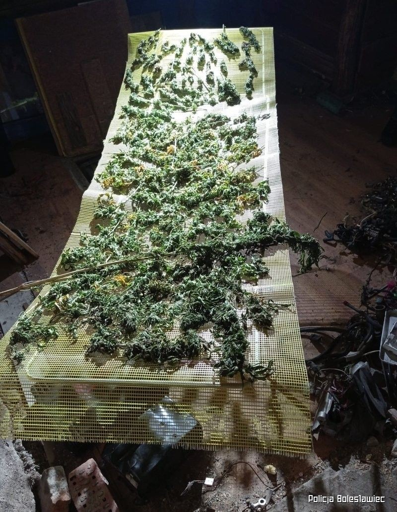 Narkotyki i podejrzani