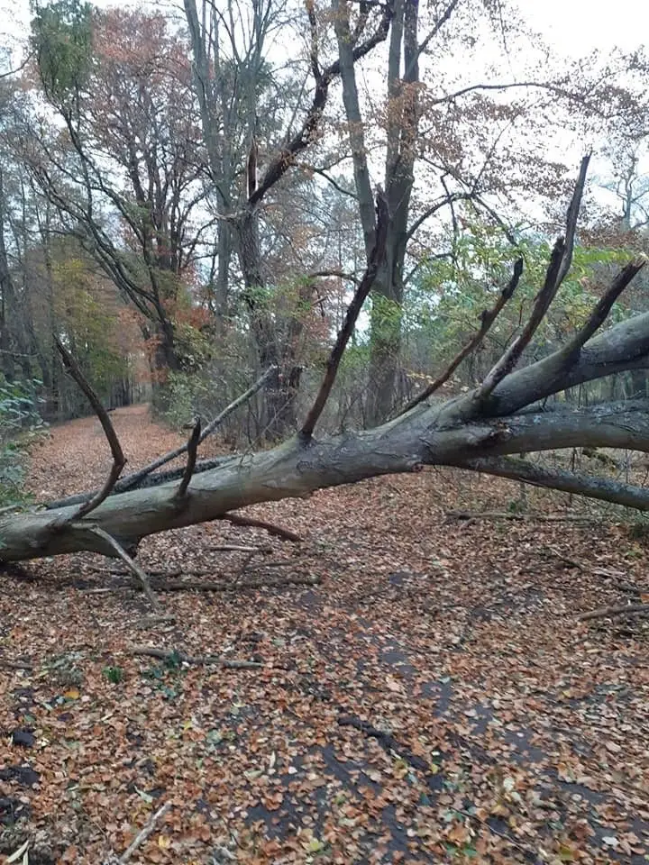 Działania strażaków z Gromadki