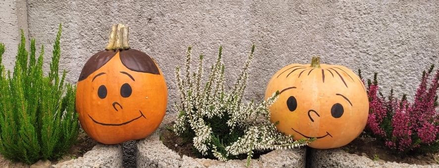 Odwiedź Dyniowy Kącik w Raciborowicach. Idealna opcja na Halloween