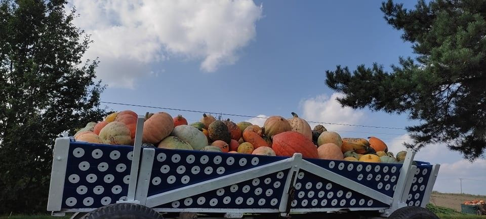 Odwiedź Dyniowy Kącik w Raciborowicach. Idealna opcja na Halloween