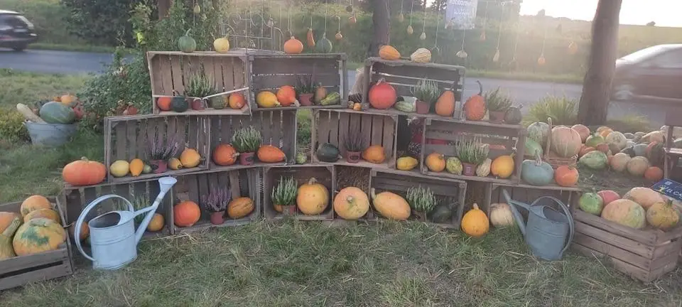 Odwiedź Dyniowy Kącik w Raciborowicach. Idealna opcja na Halloween