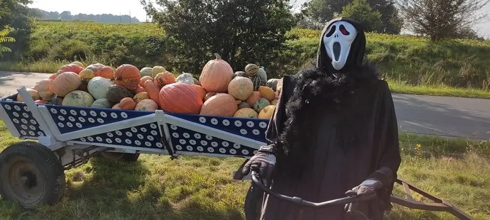 Odwiedź Dyniowy Kącik w Raciborowicach. Idealna opcja na Halloween