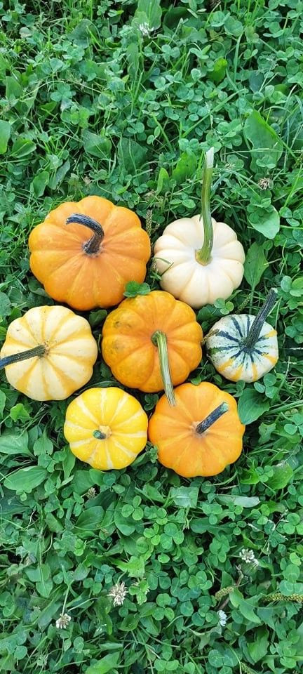 Odwiedź Dyniowy Kącik w Raciborowicach. Idealna opcja na Halloween