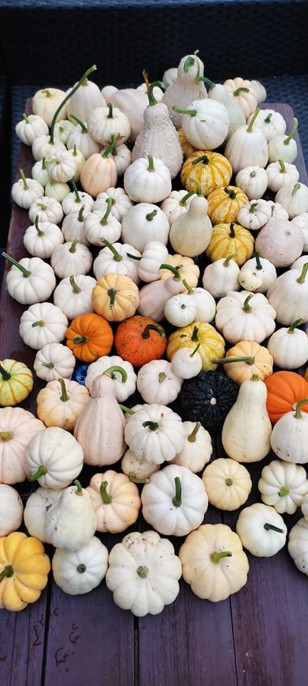 Odwiedź Dyniowy Kącik w Raciborowicach. Idealna opcja na Halloween