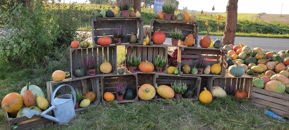 Odwiedź Dyniowy Kącik w Raciborowicach. Idealna opcja na Halloween