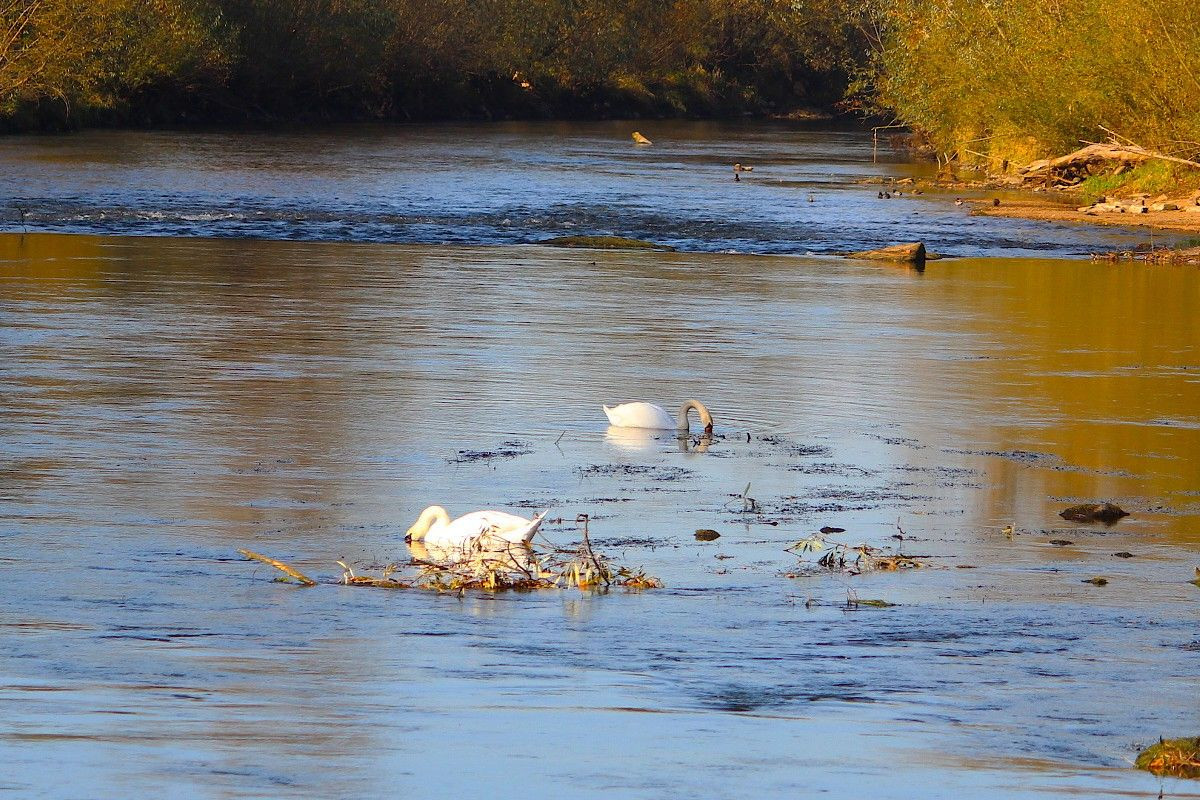 Łabędzie nad Bobrem w Bolesławcu