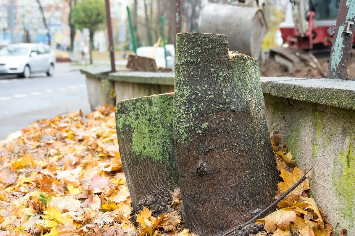 Sytuacja przy Dzieci Wrześni: przed i po