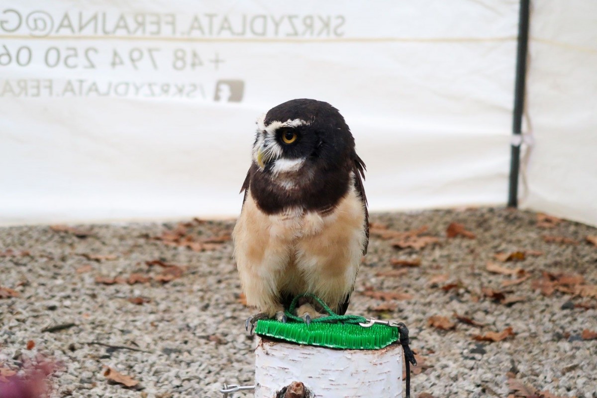 Jesienny Tygiel Smaków na Zamku Kliczków