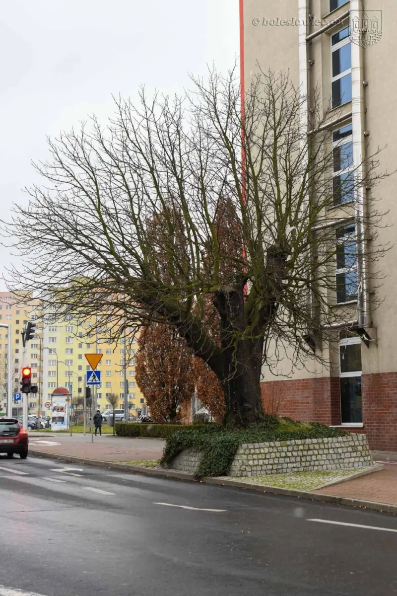 Kasztanowiec przy ul. Asnyka w Bolesławcu
