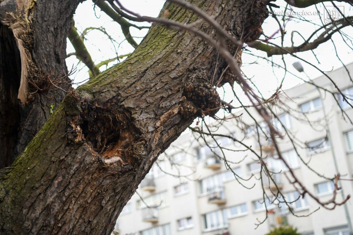 Kasztanowiec przy ul. Asnyka w Bolesławcu