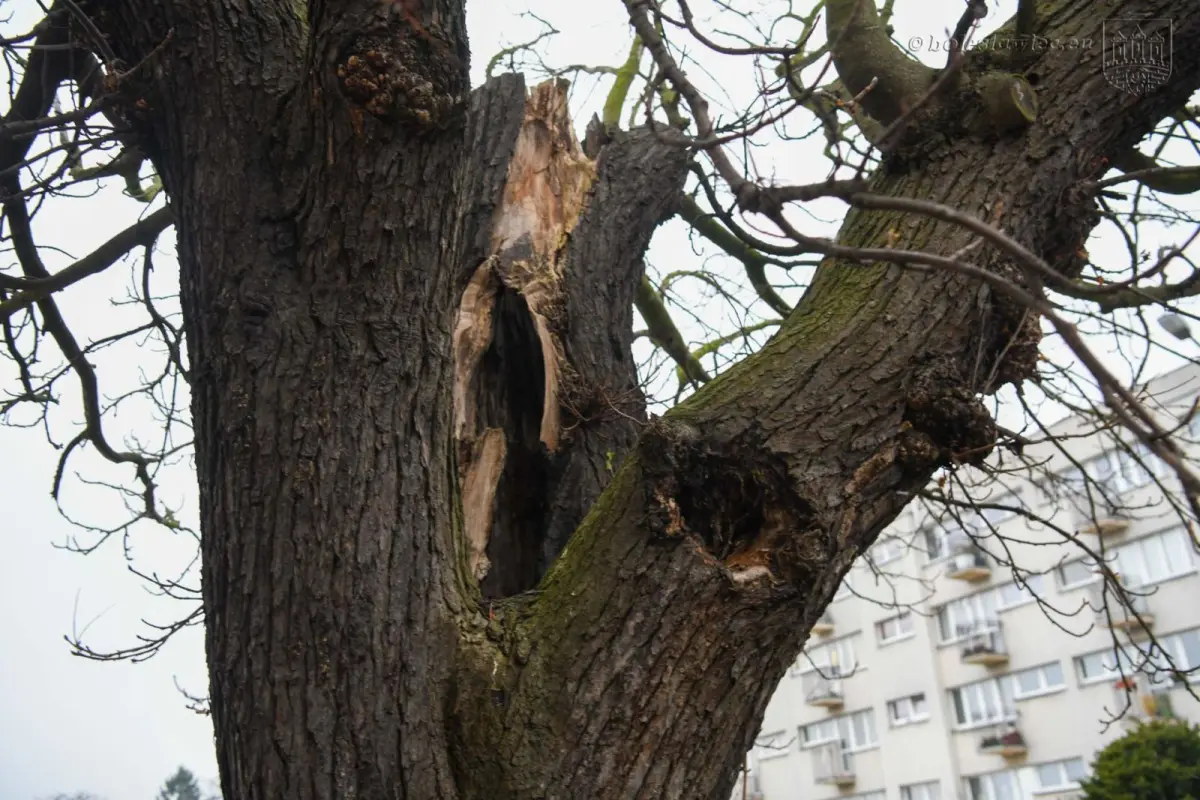 Kasztanowiec przy ul. Asnyka w Bolesławcu