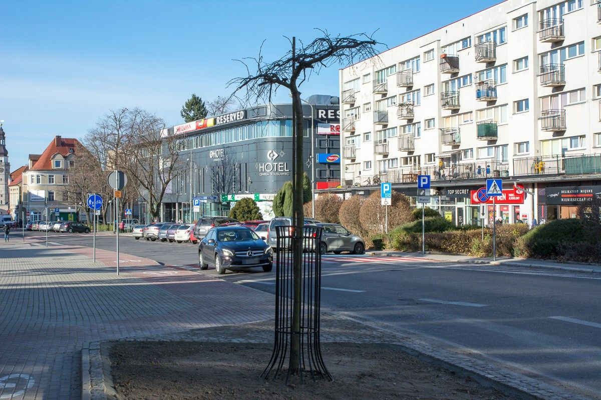 Wiąz zamiast kasztanowca przy bolesławieckim biurowcu