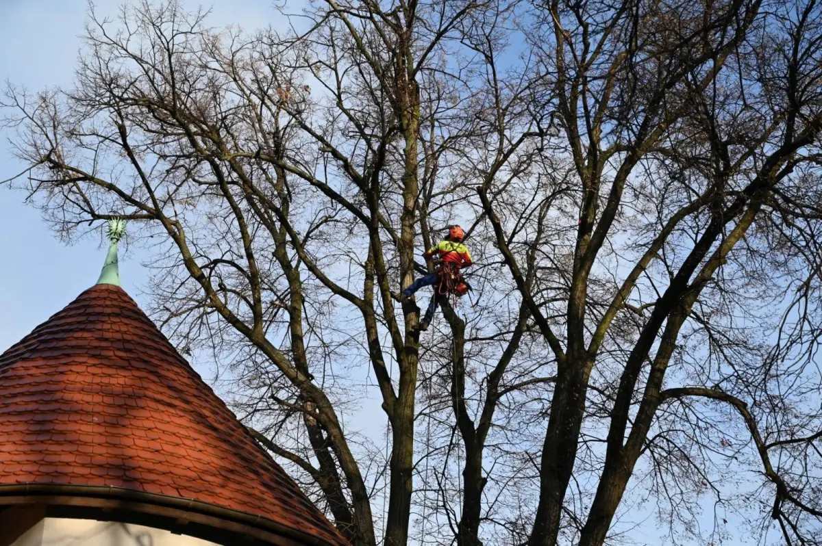 Drzewa przy Mickiewicza w Bolesławcu wypielęgnowane i zabezpieczone