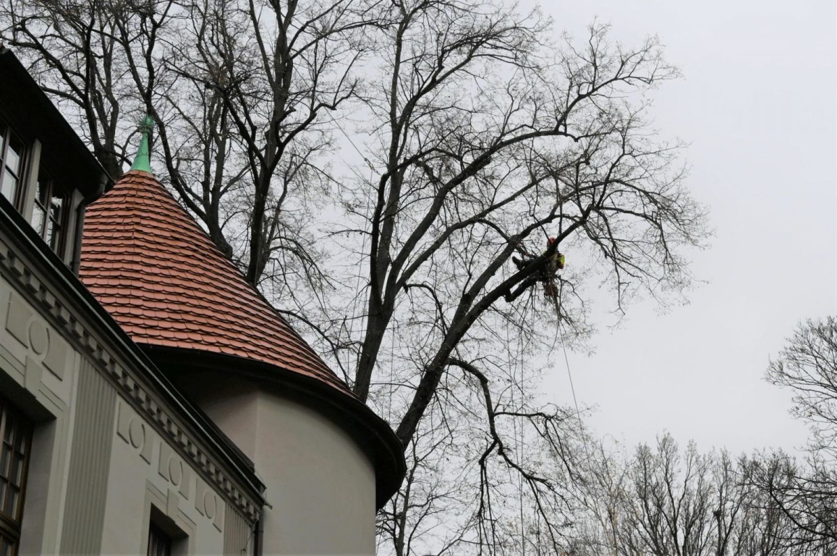 Drzewa przy Mickiewicza w Bolesławcu wypielęgnowane i zabezpieczone