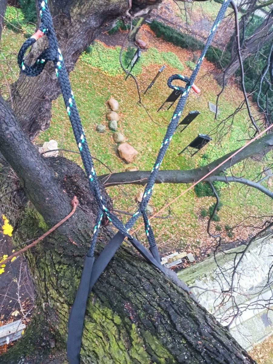 Drzewa przy Mickiewicza w Bolesławcu wypielęgnowane i zabezpieczone