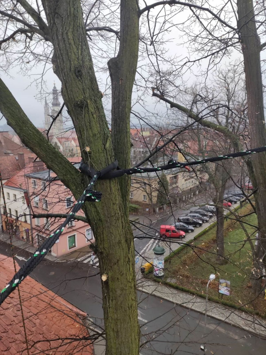 Drzewa przy Mickiewicza w Bolesławcu wypielęgnowane i zabezpieczone