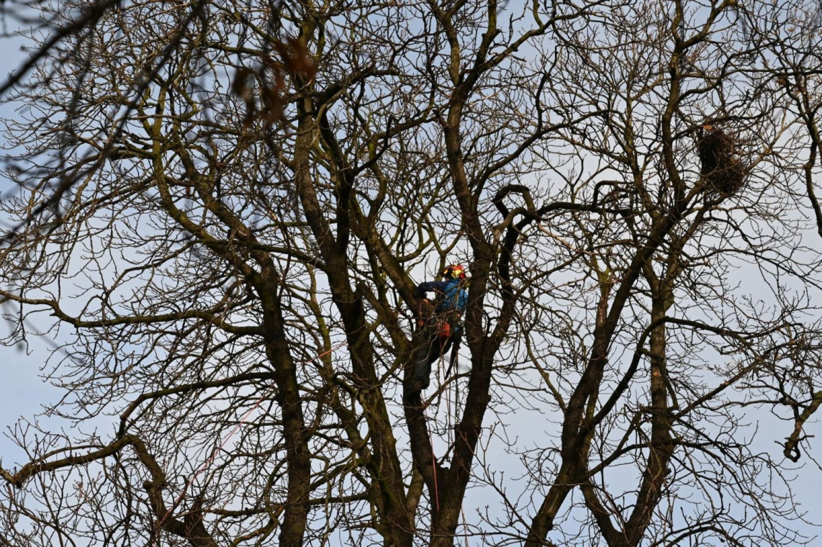 Drzewa przy Mickiewicza w Bolesławcu wypielęgnowane i zabezpieczone