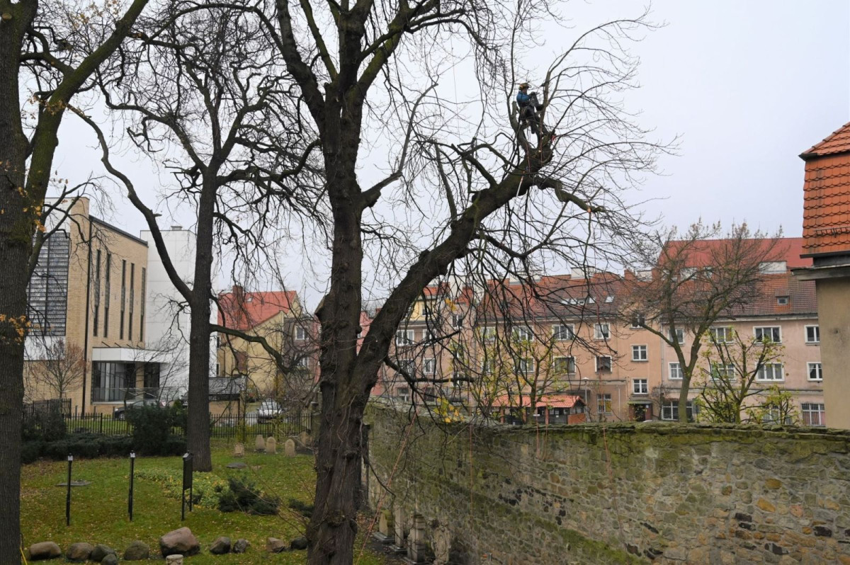 Drzewa przy Mickiewicza w Bolesławcu wypielęgnowane i zabezpieczone