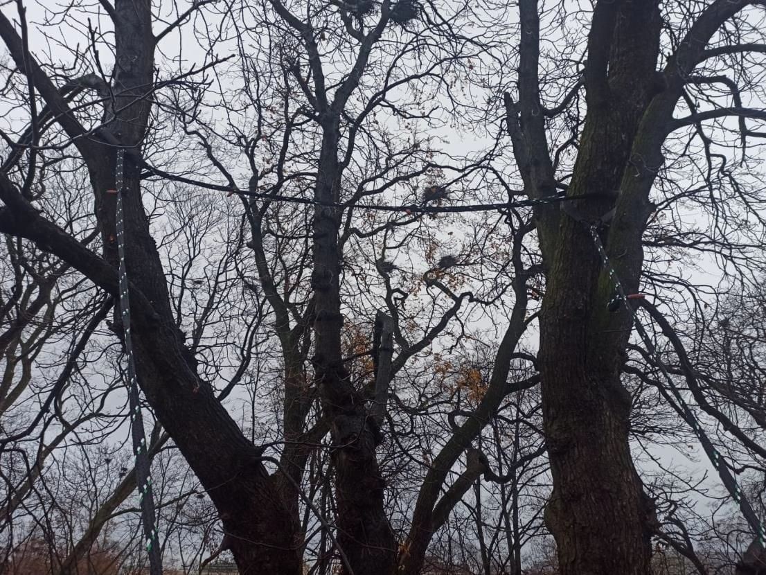 Drzewa przy Mickiewicza w Bolesławcu wypielęgnowane i zabezpieczone