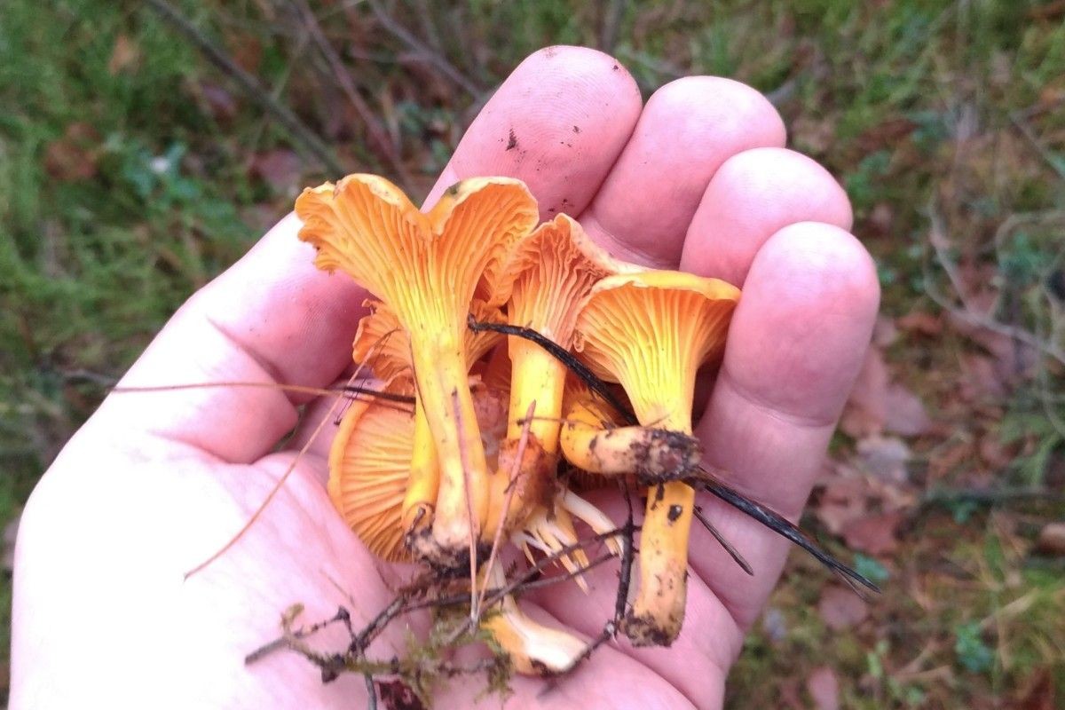 Kurki rosną w grudniu, czy to normalne?