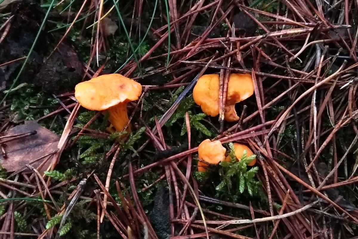 Kurki rosną w grudniu, czy to normalne?