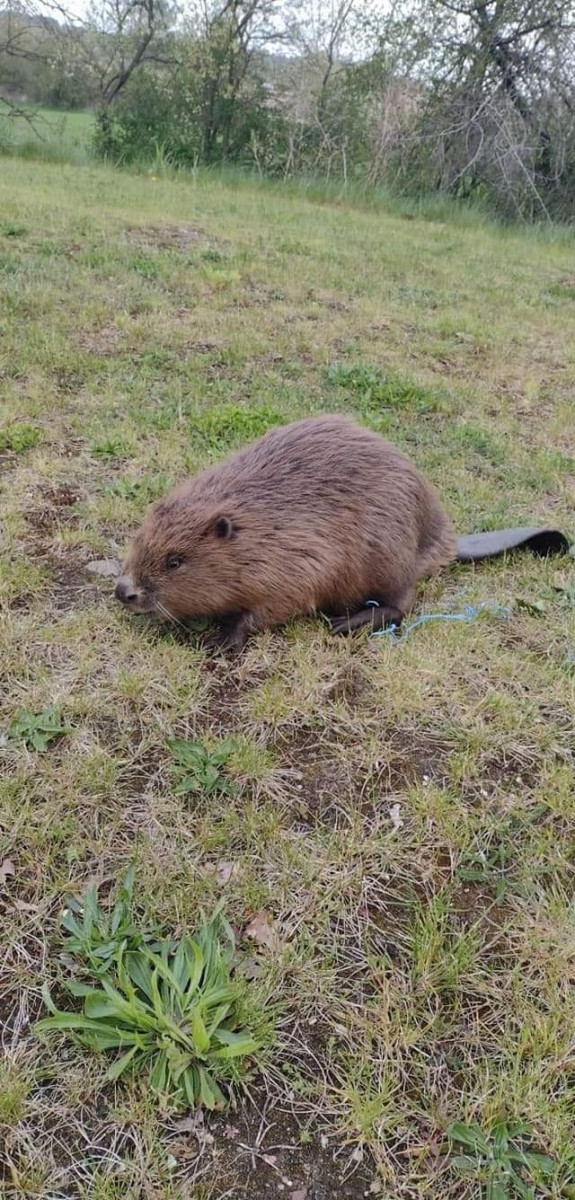 Interwencje OSP Trzebień