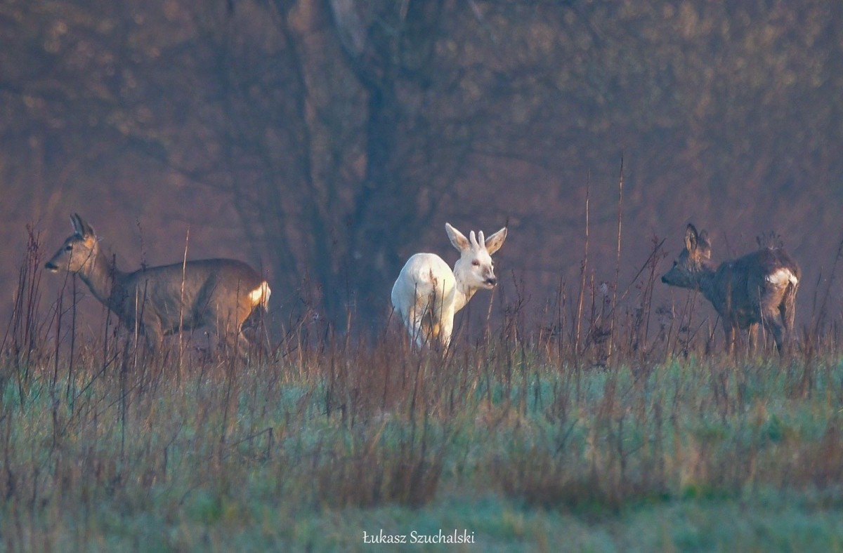 Zdjęcia z Krainy Bielika oraz nocnego nieba i krajobrazów