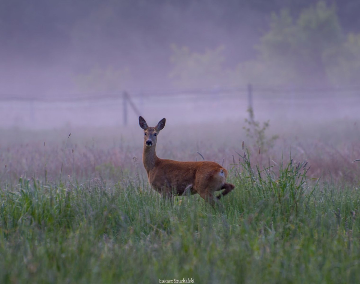 Zdjęcia z Krainy Bielika oraz nocnego nieba i krajobrazów