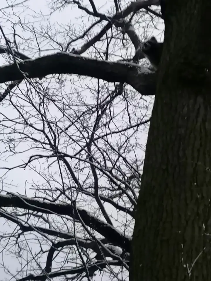 Szop pracz w Bolesławcu