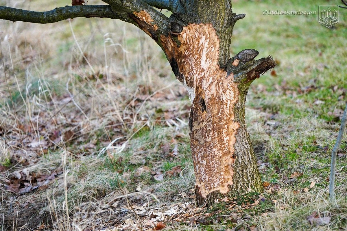Drzewa na bulwarze nad Bobrem