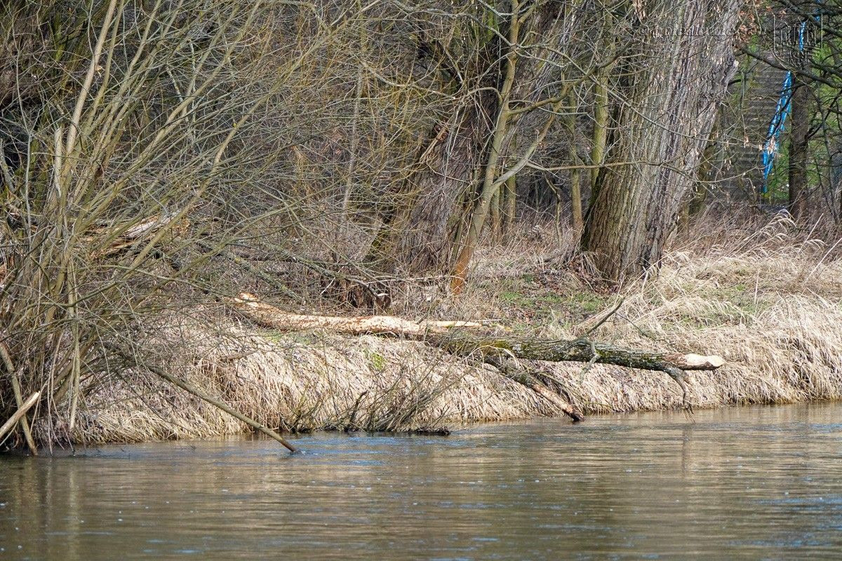 Drzewa na bulwarze nad Bobrem