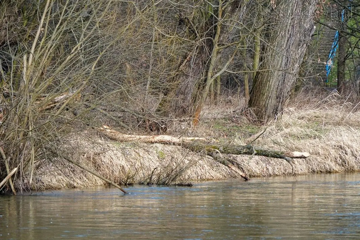 Drzewa na bulwarze nad Bobrem